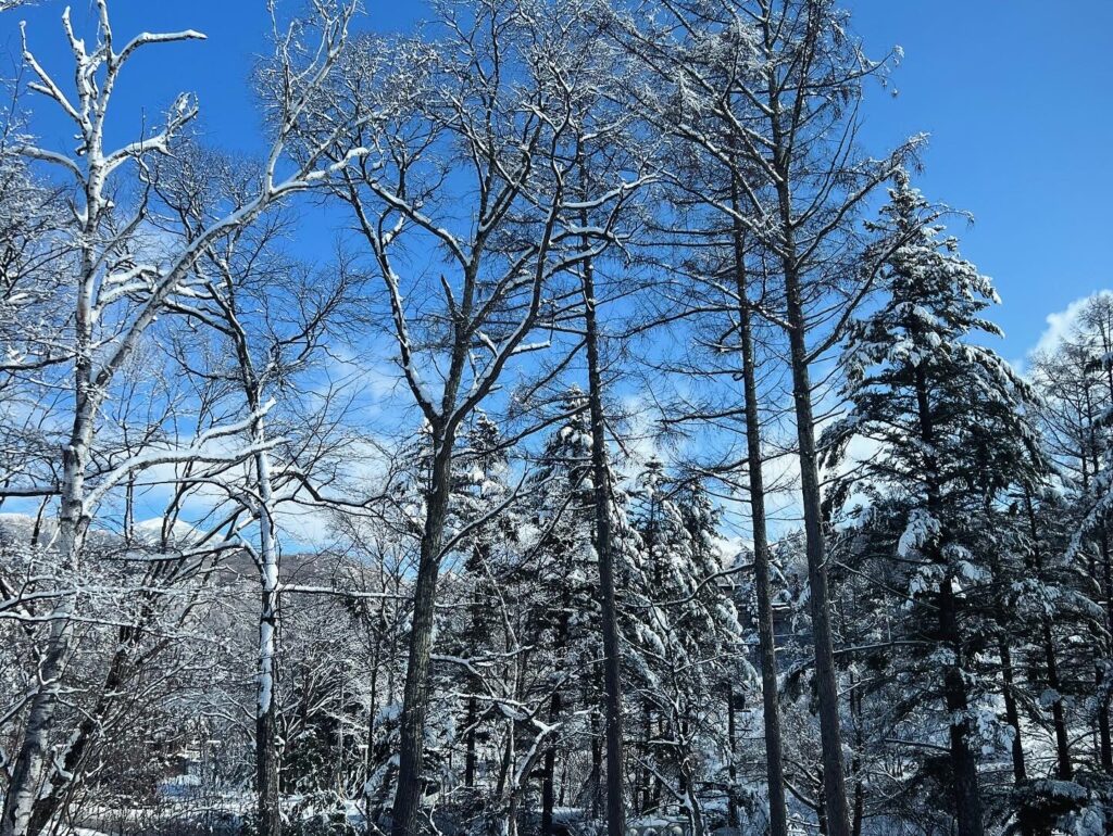 蓼科高原の冬景色。