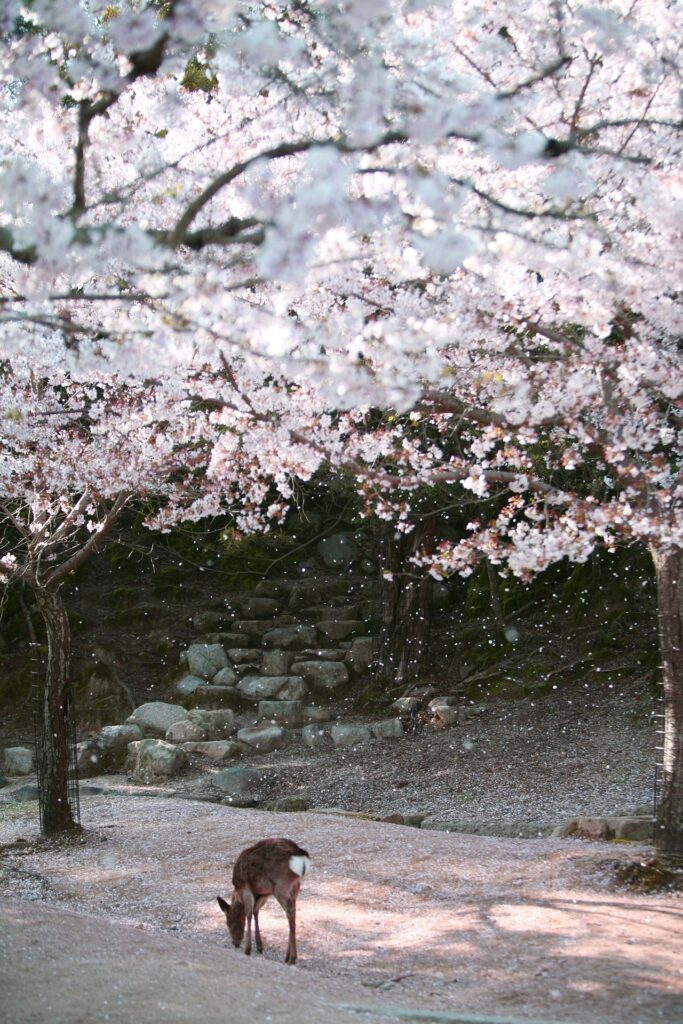 Deer grazing under the cherry blossoms
